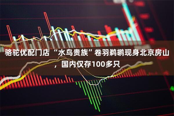骆驼优配门店 “水鸟贵族”卷羽鹈鹕现身北京房山，国内仅存100多只